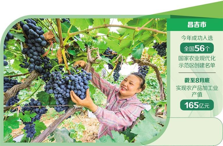 昌吉市大西渠镇龙河村葡萄种植园,村民在采摘葡萄。何 龙摄(中经视觉)
